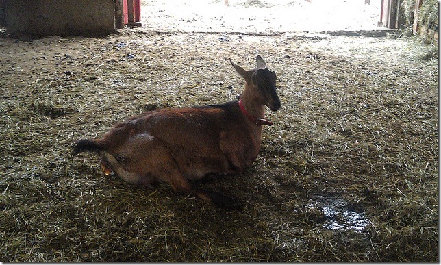 GoatInLabor