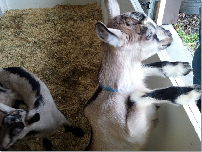 Twig_GoatKid