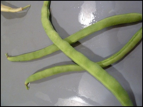 beans