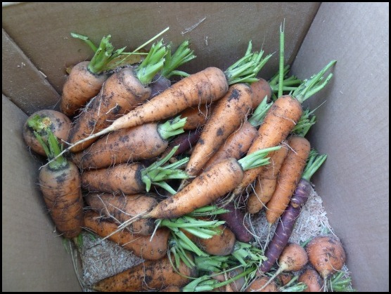 carrots1