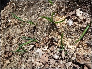 garlic