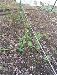 peas2