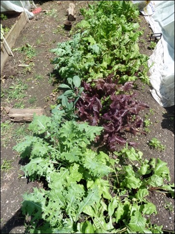 beetsearlyjuly