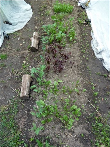 beetsmidjune