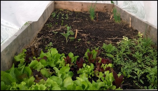 Lettuce_20140516_Pro