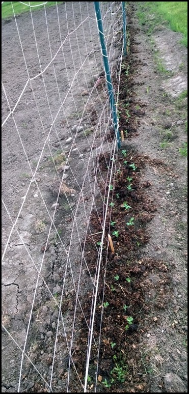 Peas_20140516