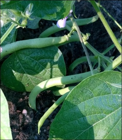 07_Bean