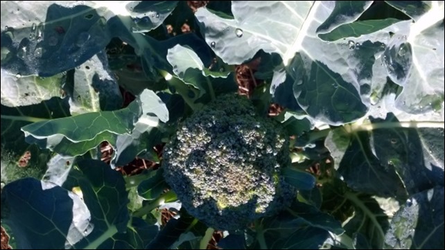 07_Broccoli