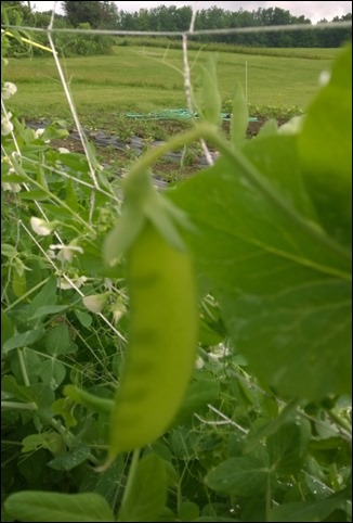 07_Pea