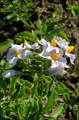 07_PotatoBlossom