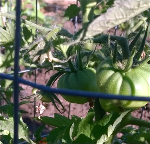 07_Tomato