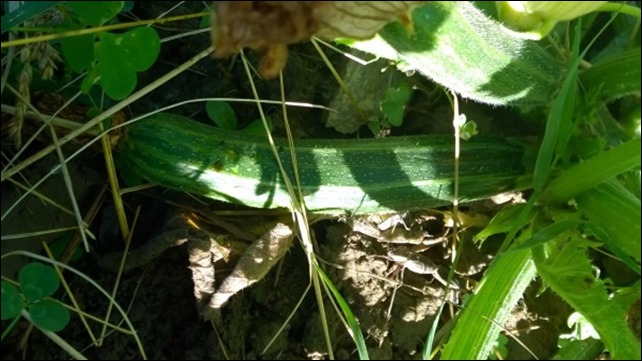 07_Zuchinni