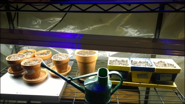 SeedStart3