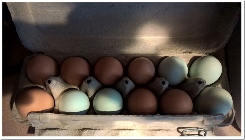 eggs