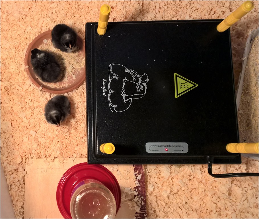 ChicksDayOnetoTwo