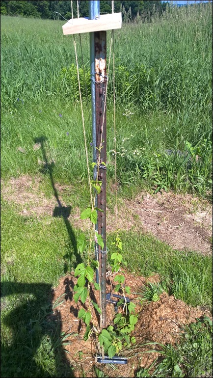 hops1