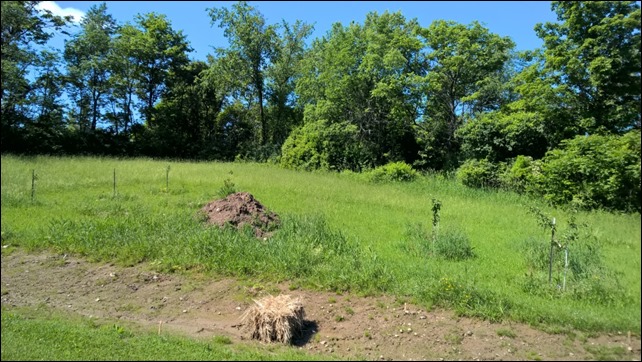 orchard061315