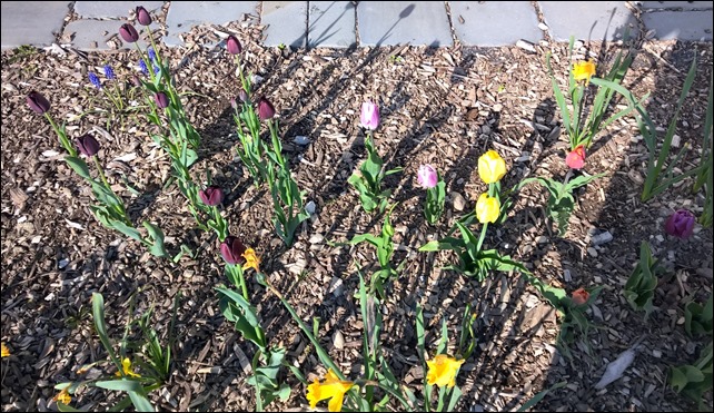 Bulbs4