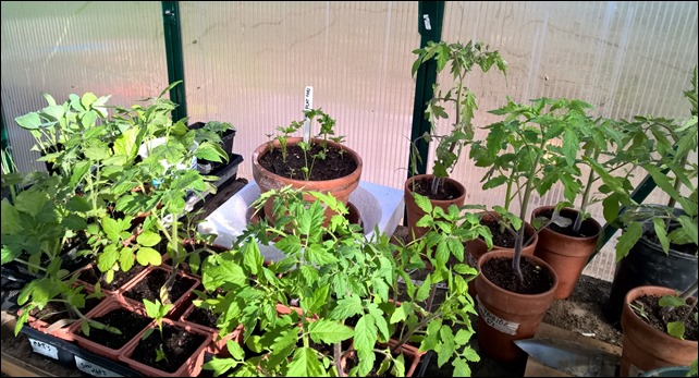 greenhouse2