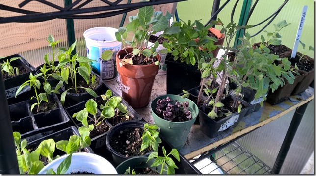 greenhouse3