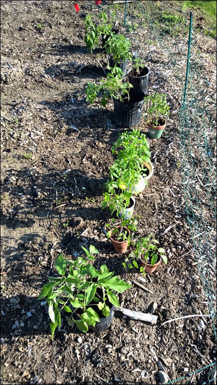 tomatostarts16_1