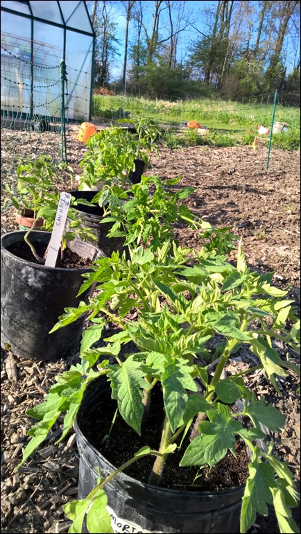 tomatostarts16_2