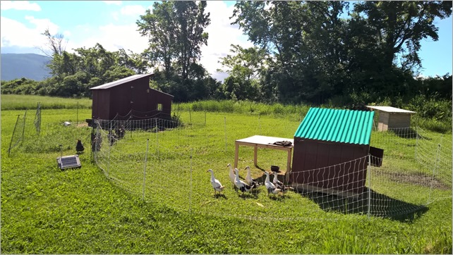 Ducks6Weeks
