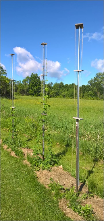 Hops2016