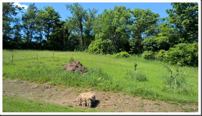 orchard061315
