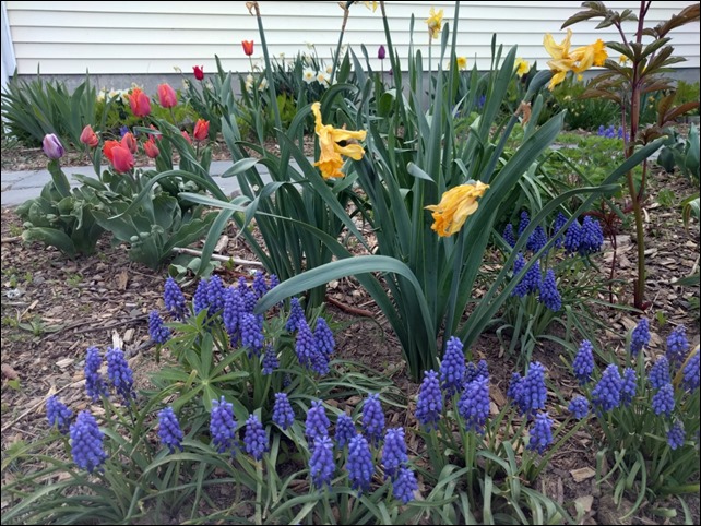 Hyacinths