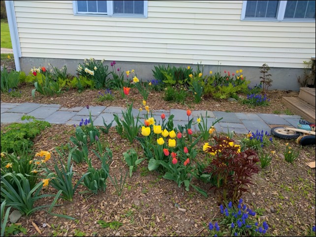 Tulips1