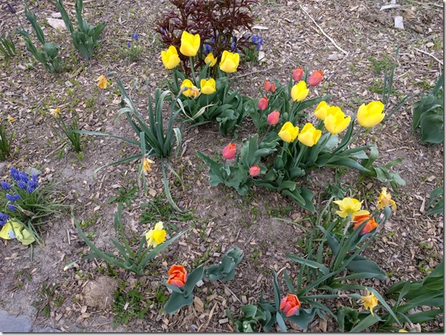 Tulips2